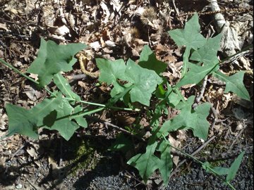 Mycelis muralis (=Lactuca muralis) / Lattuga dei boschi